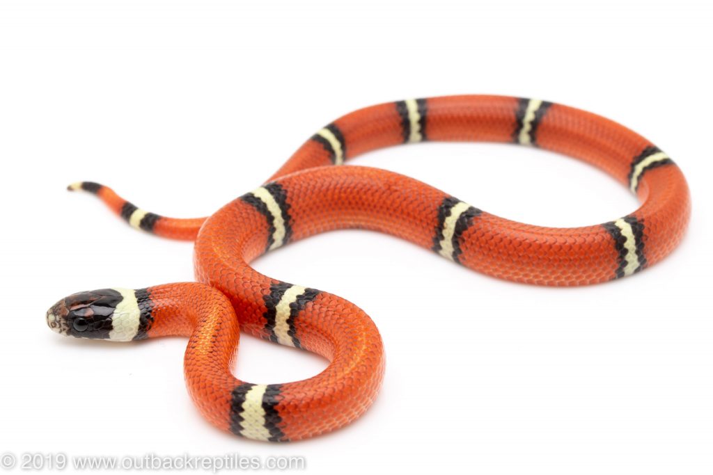 Cosala sinaloan milksnake female | Outback Reptiles