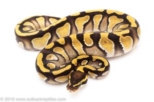 Enchi Phantom ball python for sale