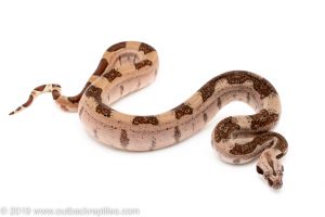 Hypo boa for sale