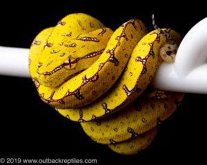 Jayapura green tree python for sale