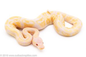 Lavender Albino ball python for sale