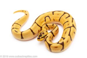 Leopard Enchi Spider ball python for sale