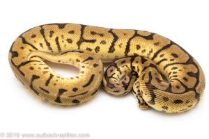 Leopard Bumblebee ball python for sale