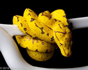 manokwari green tree python for sale