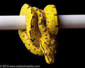 Manokwari x Sorong green tree python for sale