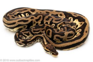 pastel leopard het pied ball python for sale