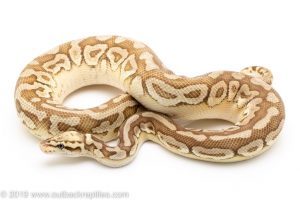 Pastel Lesser Spotnose ball python for sale