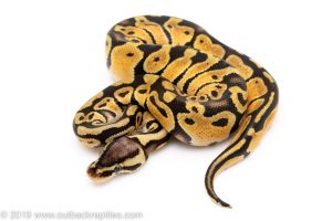 Pastel het ghost clown ball python for sale