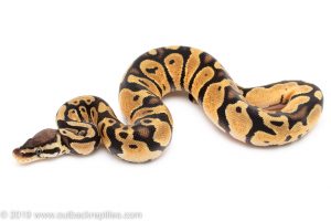 Pastel ball python for sale