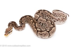 Red Axanthic Spider ball python for sale