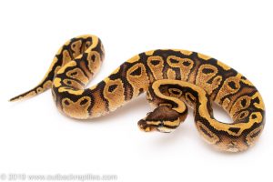 Red Stripe Yellowbelly ball python for sale