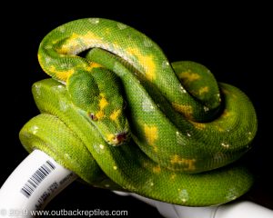 Biak Green tree python for sale