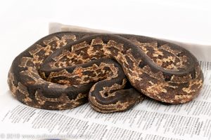 Solomon Island Ground Boa