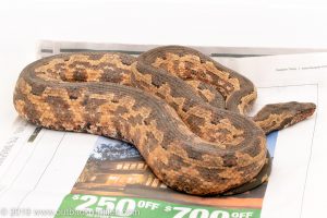 Solomon Island Ground Boa