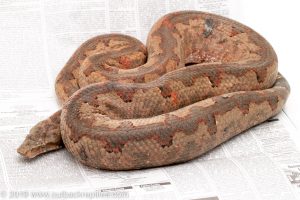 Solomon Island Ground Boa