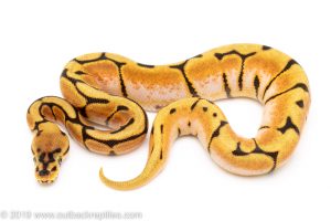 Spider Orange Dream Enchi ball python for sale