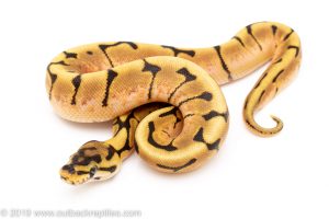 Spider het Lavender ball python for sale