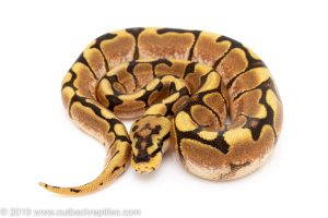 Spider het clown ball python for sale