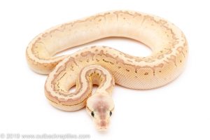 Super Pastel lesser fire pinstripe ball python for sale