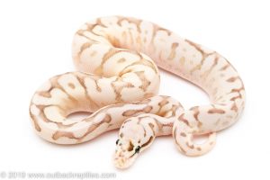 Super Pastel Spider Lesser Congo ball python for sale