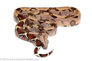 Suriname Redtail boa for sale