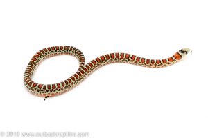 Arizona Mountain Kingsnake