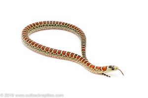 Arizona Mountain Kingsnake for sale