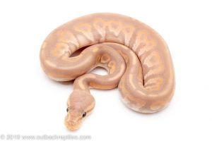 Banana Black Pastel ball python for sale