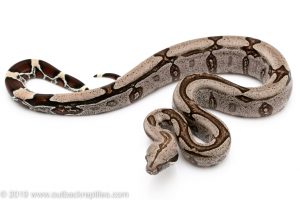 Striped Guyana redtail boa for sale