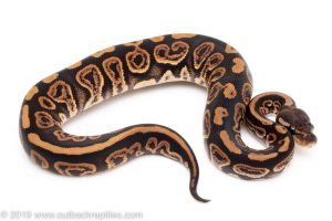 Black pastel poss het pied ball python for sale