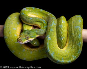 Manokwari green tree python