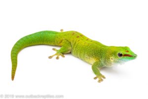 Giant day gecko for sale