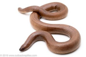 Indian Sand Boa for sale