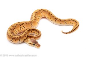 Lemon Blast ball python for sale