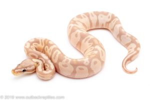 Pastel Banana ball python for sale