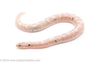 Paradox Snow Kenyan Sand Boa