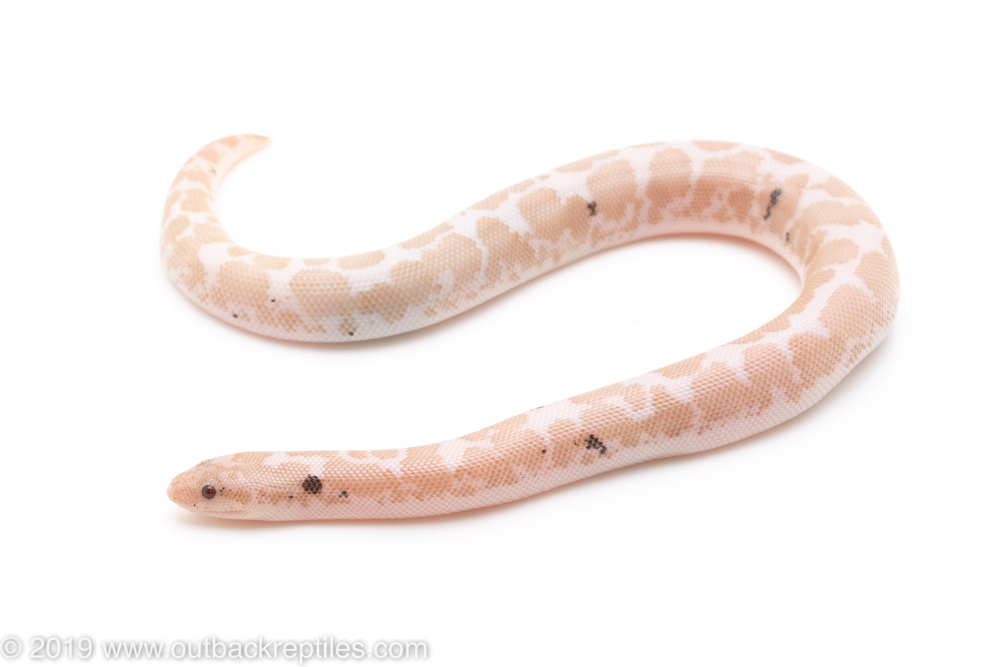 Paradox Snow Kenyan Sand boa | Outback Reptiles