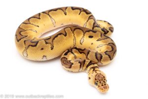 Pastel Clown ball python