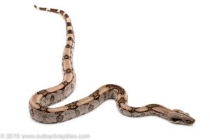 Guyana Redtail boa