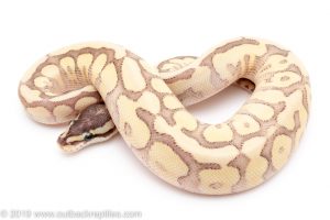 Super Phantom Spider ball python for sale