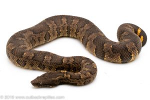 Viper boa for sale