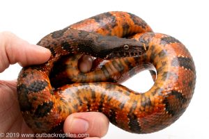 red viper boa for sale