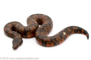 Red Viper Boa for sale