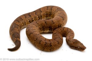 Yellow Viper Boa for sale