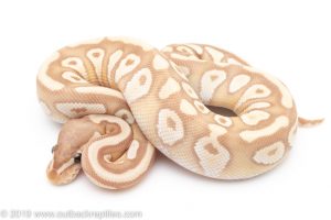 Mojave Banana ball python for sale