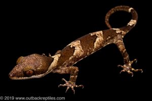 Clawed Gecko for sale