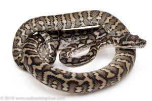 Coastal Carpet Python for sale