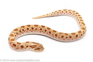 Anaconda Western hognose snake for sale