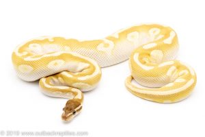 Crystal ball python for sale