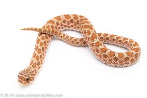 Western hognose snake for sale